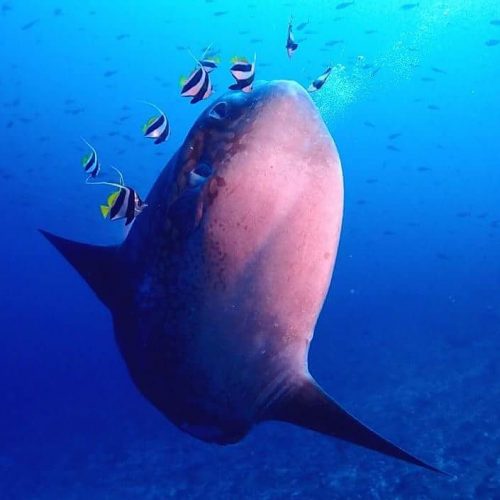 Dites bonjour à Mola Mola Bali