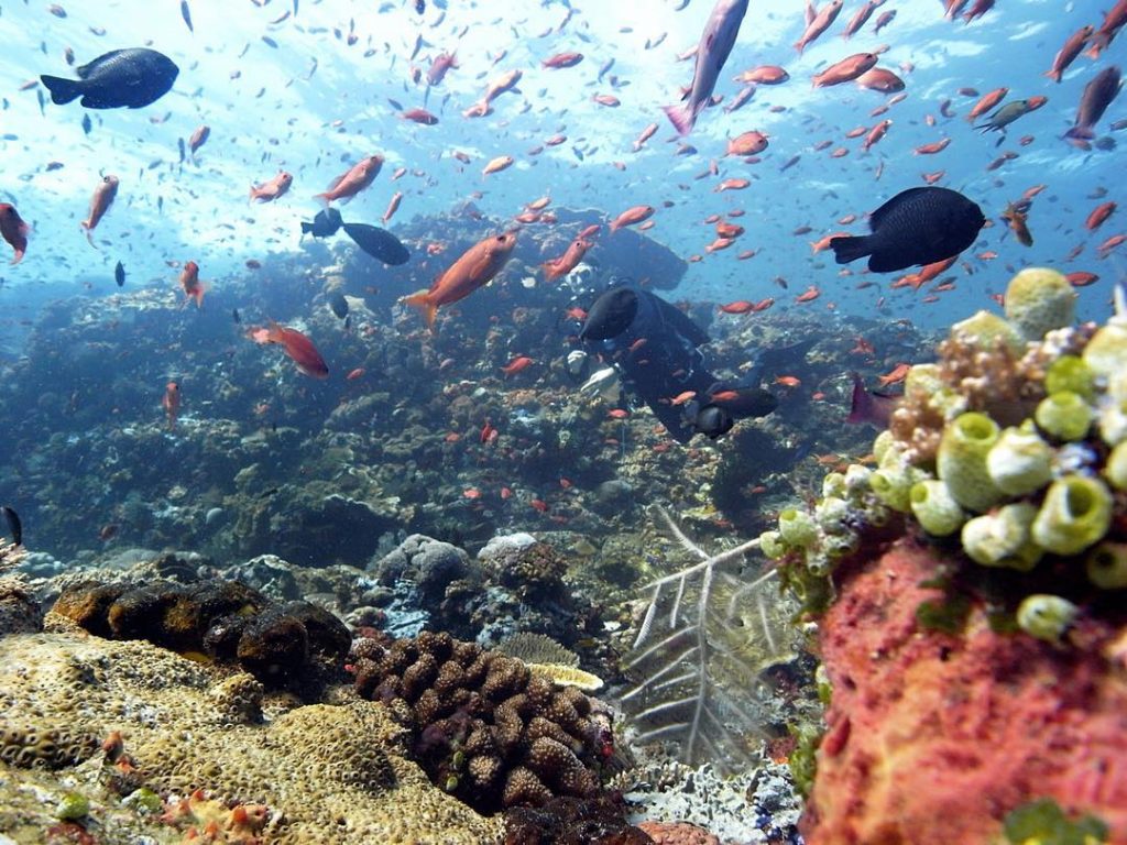 Bali, Un Veritable Paradis Pour Les Plongeurs Sous-Marins