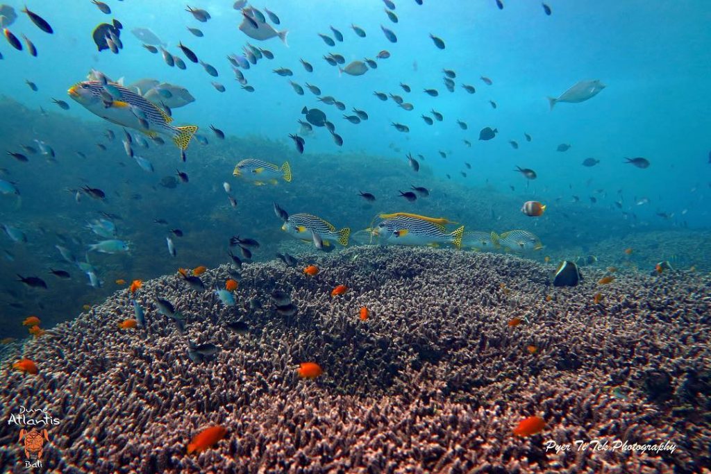 La Plongée Amed Bali : un spot exceptionnel pour les plongeurs