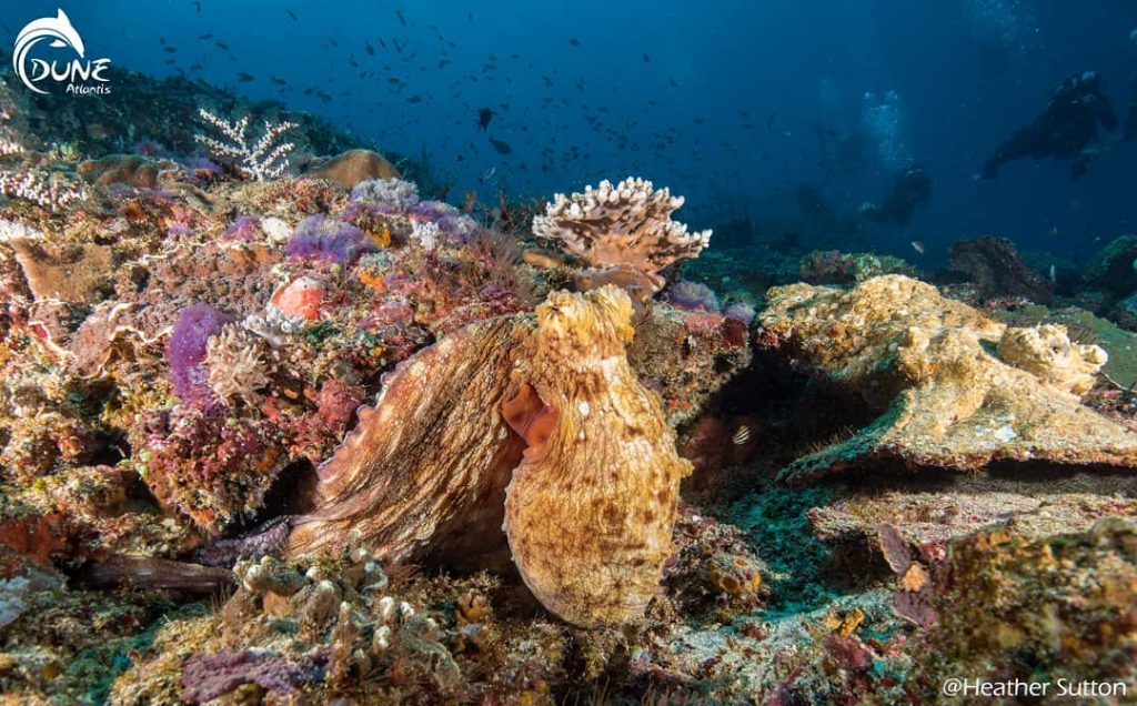 La plongée Sous Marine Bali : une expérience riche vous attend