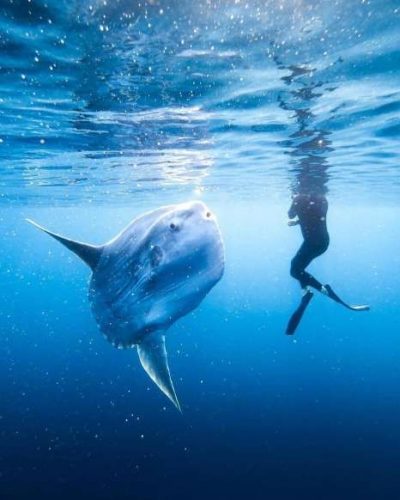 Mola Mola Bali : incroyable et mystérieux 