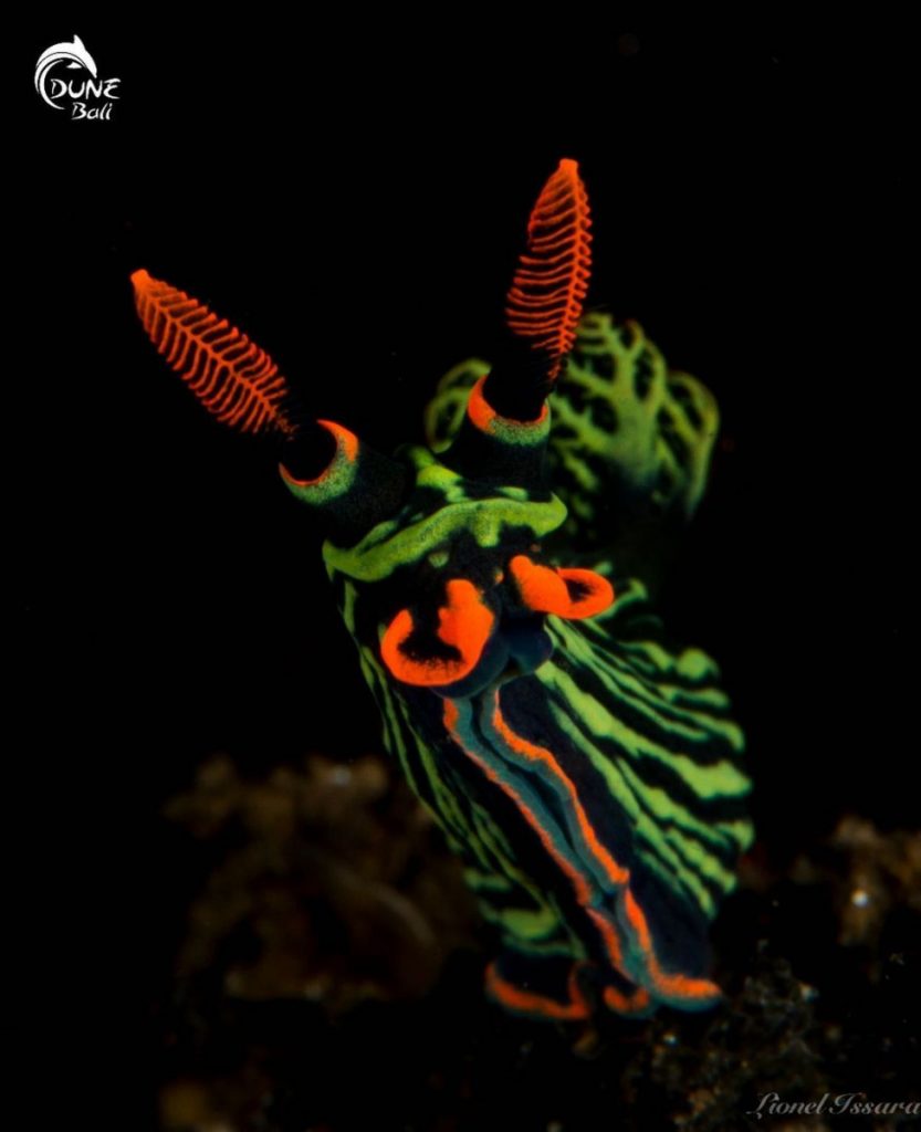 Night Diving: Seeing the Other Side of Dive Sites in Bali