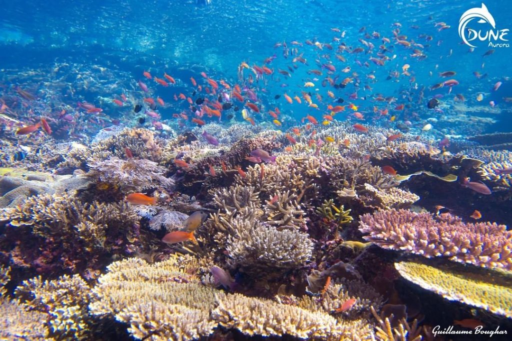 Cinq types de plongée à explorer sur les sites de plongée de Bali !