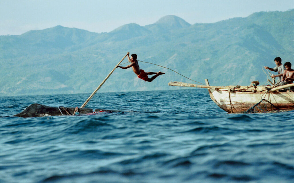 Lamalera's Whale Hunt on Komodo liveaboard