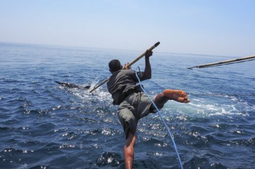 Learn Lamalera's Whale Hunt on your Komodo liveaboard