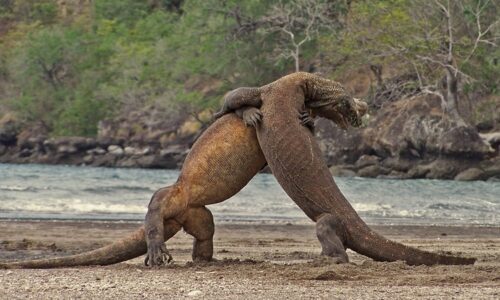 Komodo dragons
