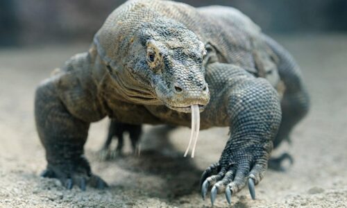 Komodo Dragons